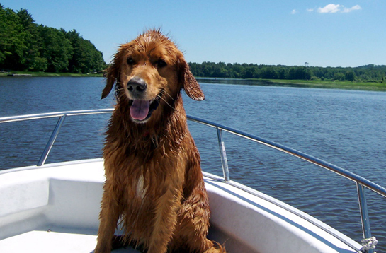 Dogs on boats